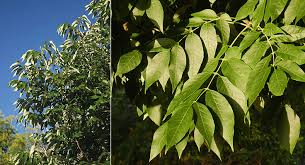 Attēlu rezultāti vaicājumam “Fraxinus pennsylvanica leaf”