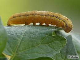 Attēlu rezultāti vaicājumam “Lacanobia oleracea”