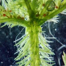 Attēlu rezultāti vaicājumam “Chara filiformis”