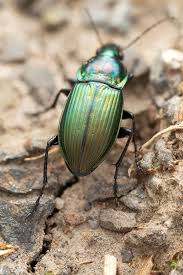 Attēlu rezultāti vaicājumam “Poecilus versicolor”