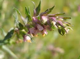 Attēlu rezultāti vaicājumam “Odontites vulgaris flower”
