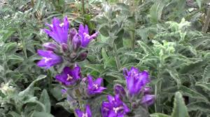 Attēlu rezultāti vaicājumam “Campanula glomerata fruit”