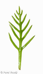 Attēlu rezultāti vaicājumam “Hottonia palustris leaf”