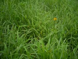 Attēlu rezultāti vaicājumam “Erysimum hieracifolium”