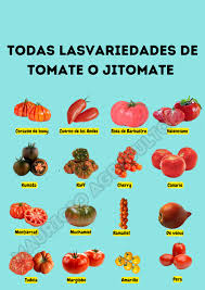 Image result for Tomate