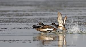 Image result for Aythya fuligula