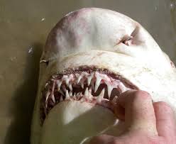 Image result for Negaprion acutidens