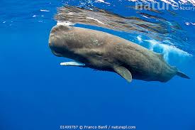Image result for Physeter macrocephalus