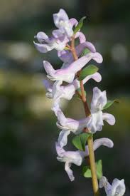 Attēlu rezultāti vaicājumam “Corydalis cava fruit”