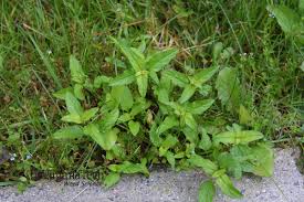 Attēlu rezultāti vaicājumam “Prunella vulgaris leaf”