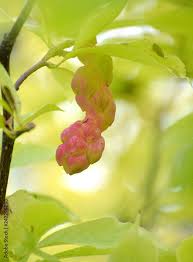Attēlu rezultāti vaicājumam “Magnolia kobus fruit”