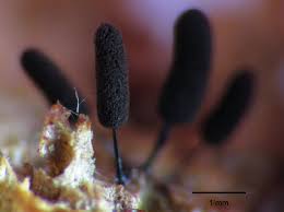 Attēlu rezultāti vaicājumam “Craterium aureonucleatum spores”