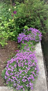 Image result for Aubrieta hybrida (cultorum)