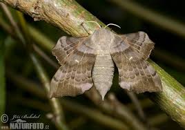 Attēlu rezultāti vaicājumam “Laothoe populi”