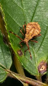 Attēlu rezultāti vaicājumam “Coreus marginatus nymph”