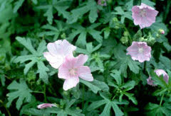 Image result for Malva alcea