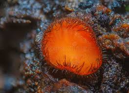 Attēlu rezultāti vaicājumam “Scutellinia scutellata”