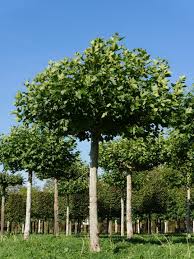 Attēlu rezultāti vaicājumam “Platanus x hispanica (syn. Platanus x acerifolia)”