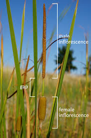 Attēlu rezultāti vaicājumam “Typhaceae”