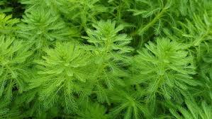 Attēlu rezultāti vaicājumam “Haloragaceae”