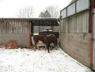 indicating antibodies to bovine tuberculosis are slaughtered and - via Daymix