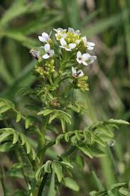 Image result for Rorippa nasturtium-aquaticum