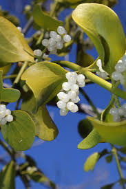 Attēlu rezultāti vaicājumam “Santalaceae”