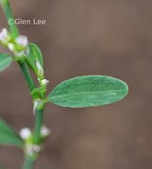 Attēlu rezultāti vaicājumam “Polygonum aviculare leaf”