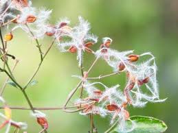 Attēlu rezultāti vaicājumam “Clematis fruit”