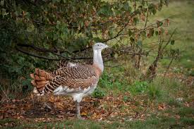 Image result for Otis tarda