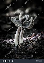 Attēlu rezultāti vaicājumam “Helvella macropus”