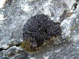 Attēlu rezultāti vaicājumam “Collema”