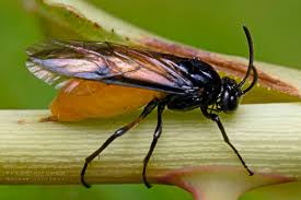 Attēlu rezultāti vaicājumam “Euura pedunculi”