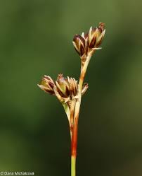 Attēlu rezultāti vaicājumam “Juncus squarrosus”