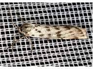 Attēlu rezultāti vaicājumam “Coscinia cribraria imago”