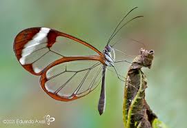 Attēlu rezultāti vaicājumam “Nymphalidae”