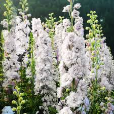 Image result for Delphinium consolida