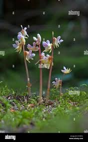 Attēlu rezultāti vaicājumam “Epipogium aphyllum”