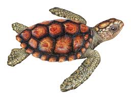 Image result for Caretta caretta