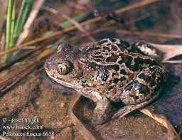 Attēlu rezultāti vaicājumam “Pelobates fuscus”