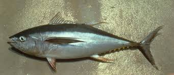 Image result for Thunnus albacares