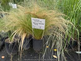 Attēlu rezultāti vaicājumam “Najas tenuissima leaf”