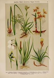 Attēlu rezultāti vaicājumam “Luzula campestris flower”