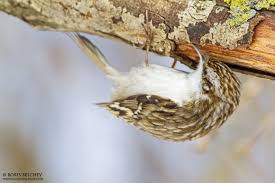 Attēlu rezultāti vaicājumam “Certhia familiaris adult”