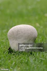 Attēlu rezultāti vaicājumam “Calvatia utriformis”