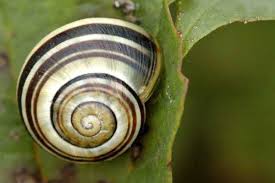 Attēlu rezultāti vaicājumam “Cepaea hortensis”