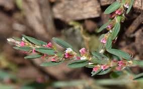 Attēlu rezultāti vaicājumam “Polygonum aviculare flower”