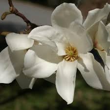 Attēlu rezultāti vaicājumam “Magnolia kobus flower”