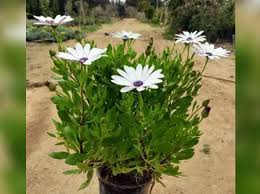 Image result for Dimorphotheca sinuata