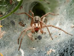 Attēlu rezultāti vaicājumam “Agelena labyrinthica”